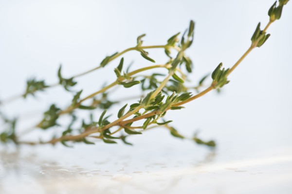 Twig of thyme.