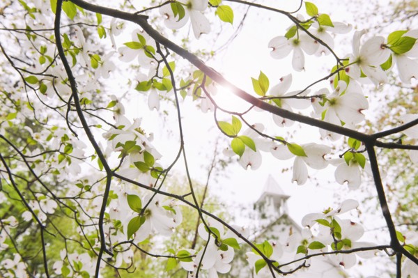Tree branches outdoors.