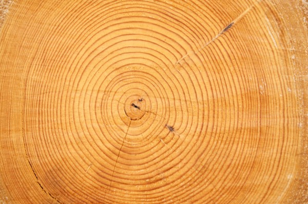 A log.