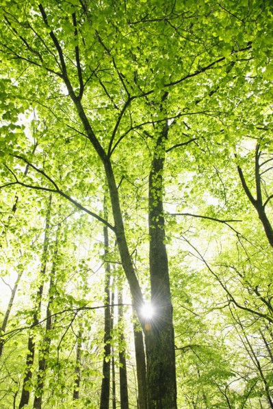 A forest of trees.