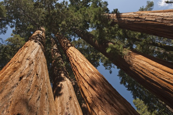 A forest of trees.