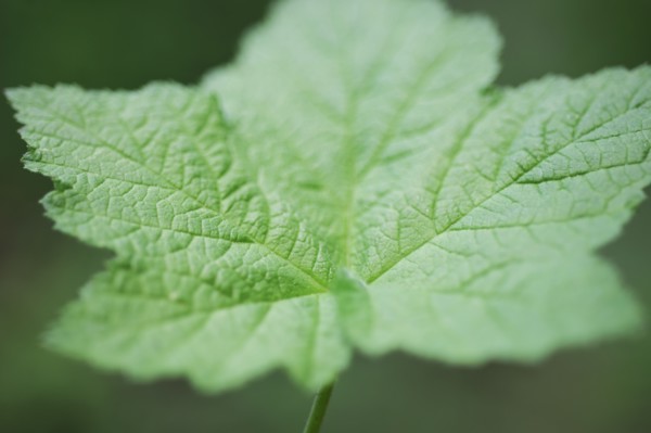Leaves.