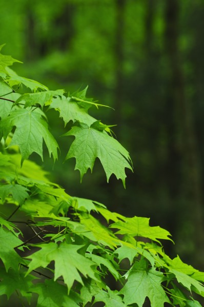 A forest of trees