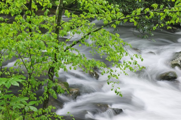 Flowing creek.