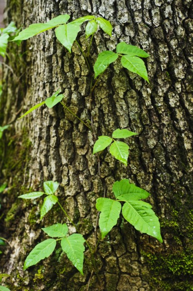 A tree trunk