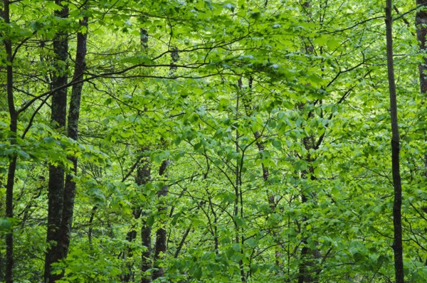 A forest of trees