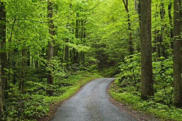 A scenic and empty path