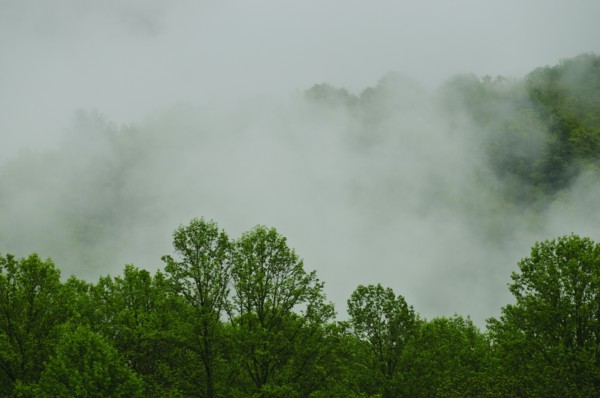 A forest of trees