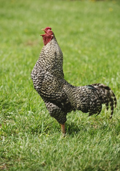 A rooster in a field.