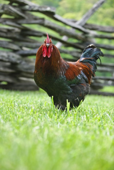 A rooster in a field near a fence.