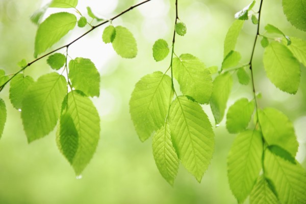 Tree branches outdoors.