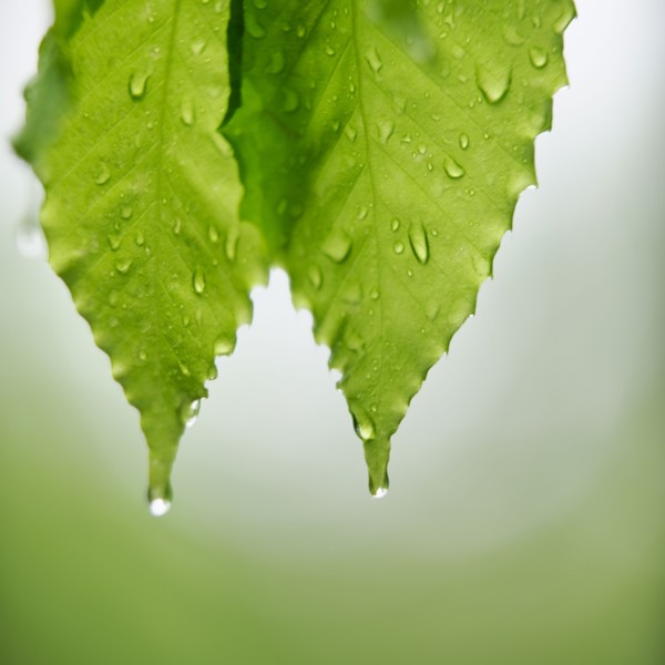 Leaves.