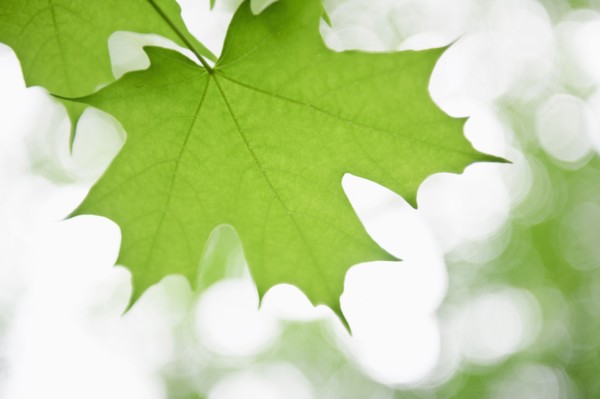 Leaves.