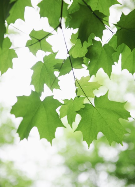 Leaves.