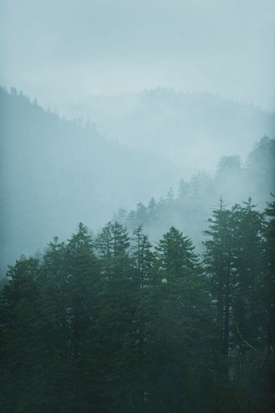 Mountain landscape with trees.
