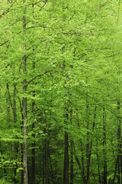 A forest of trees