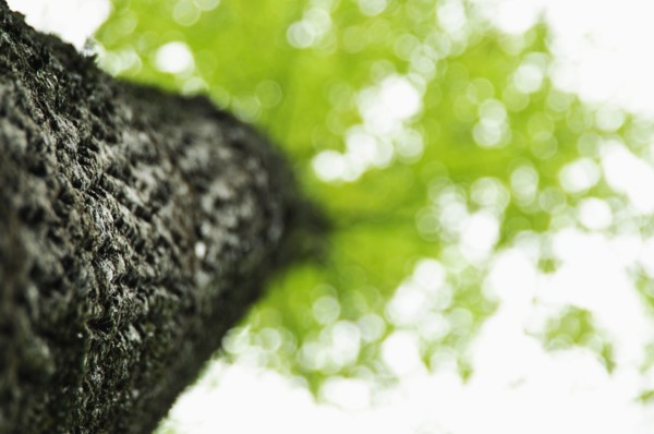 A tree