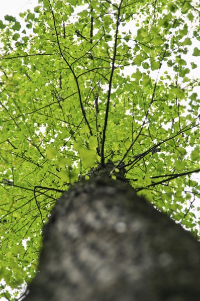 A tree