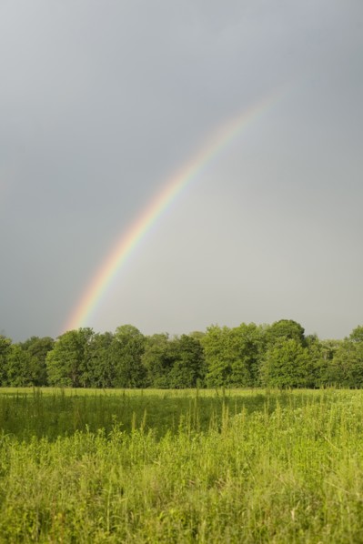 A rainbow in a field