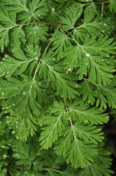 Tree branches outdoors