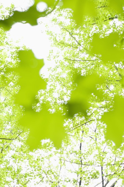 Leaves