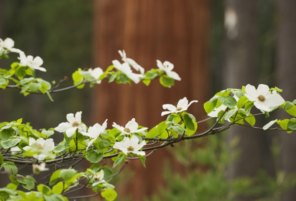 White Flowers.