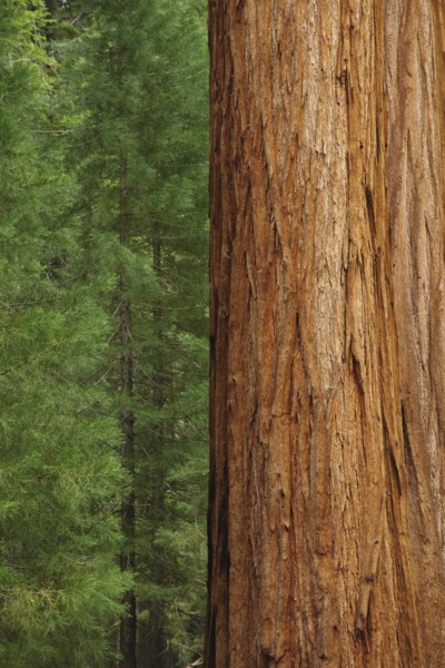 A forest of trees.