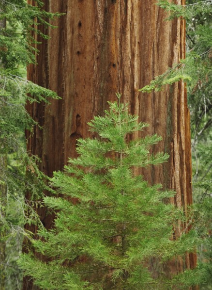 A forest of trees.