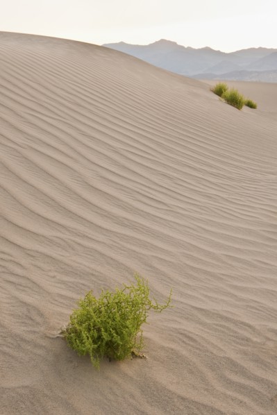 Sand dunes in the desert.
