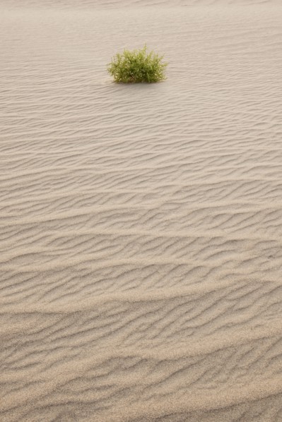Sand dunes in the desert.