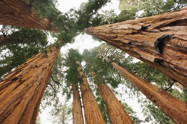 A forest of trees.