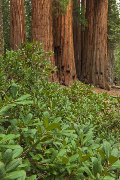 A forest of trees.