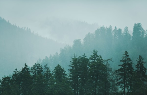 Mountain landscape with trees.