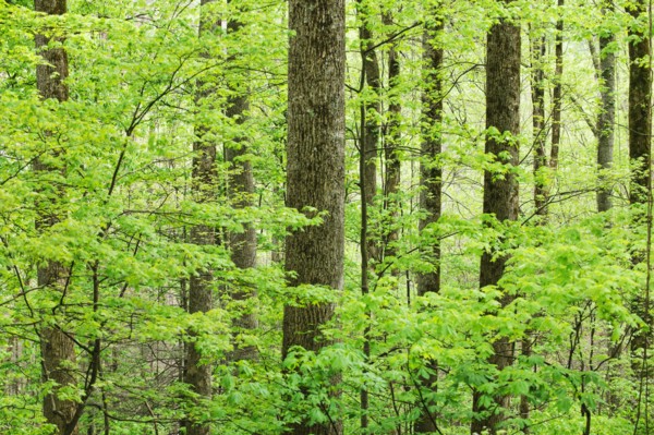 A forest of trees.