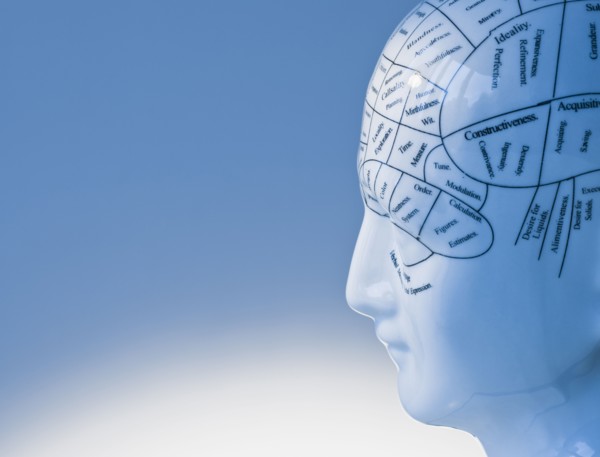Model of human brain.
