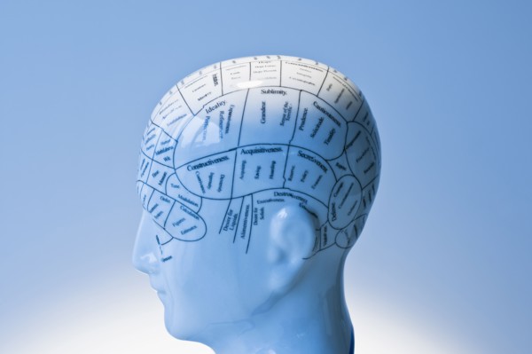 Model of human brain.