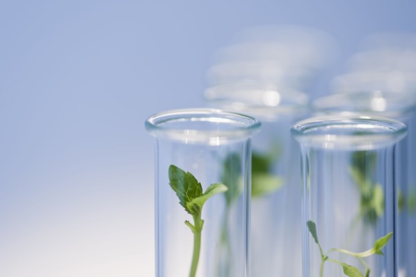 Test tubes with plants.