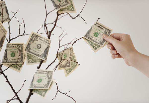 Money tree.