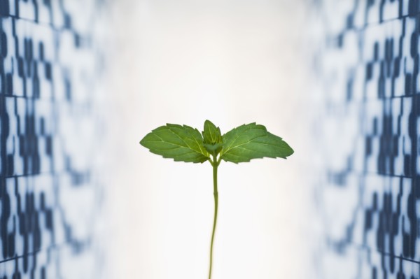 Leaf against medical background.