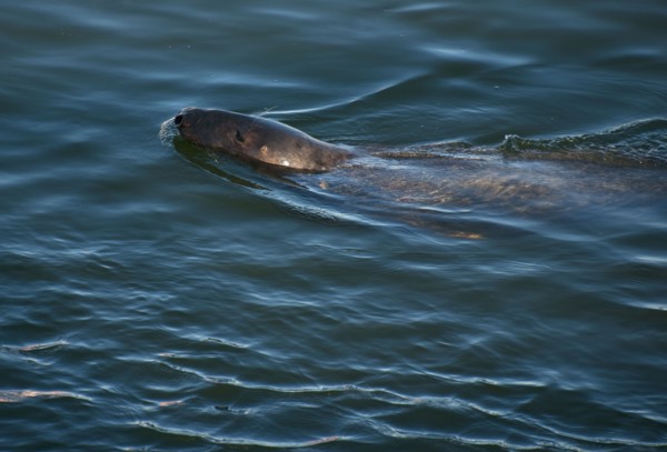 Harbor seal.