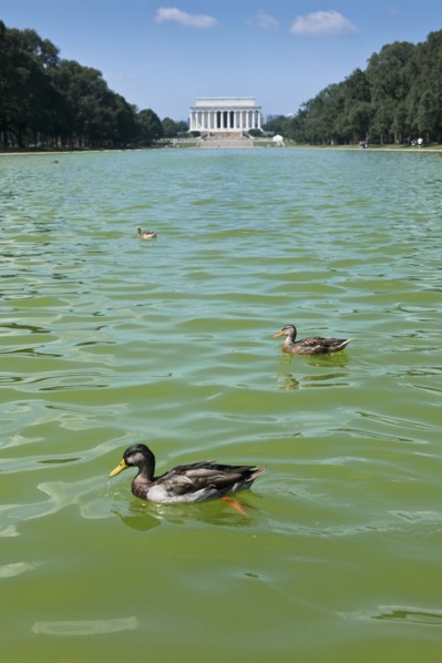 Ducks swimming.
