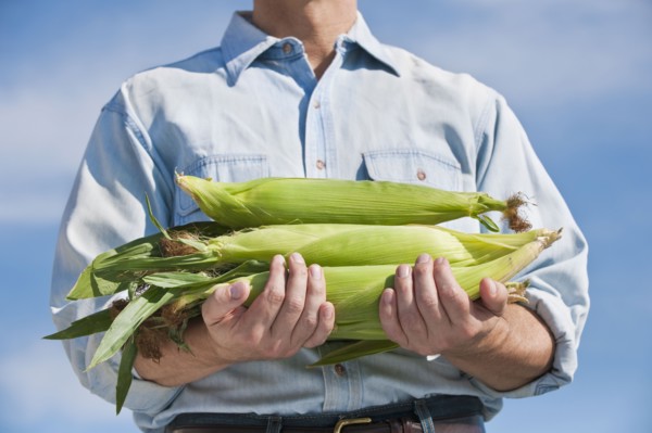 Man holding cobs of corn.