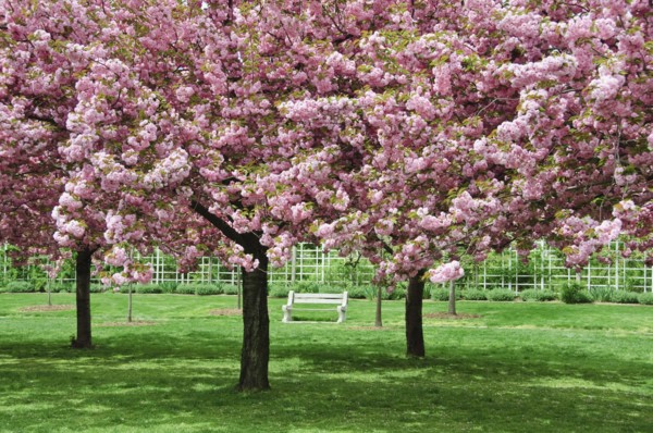 Cherry Blossoms