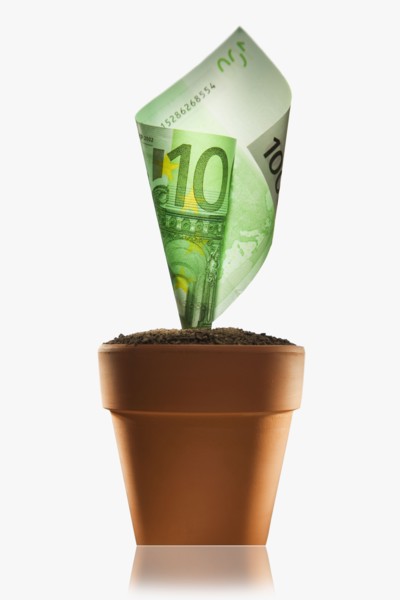 Money Plant