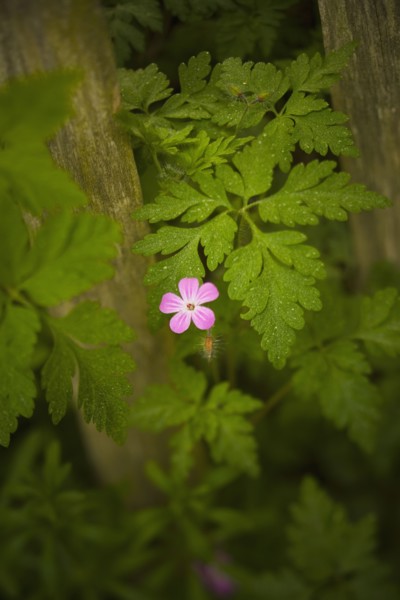 Close-up of pink flower