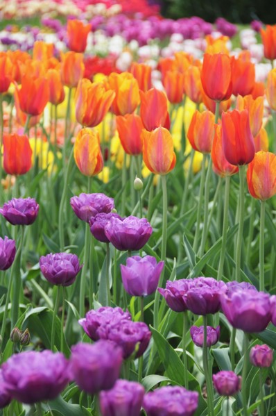 Tulips