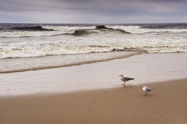 Seagulls on the beach.