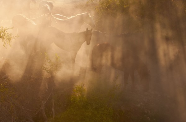 Wild horses.