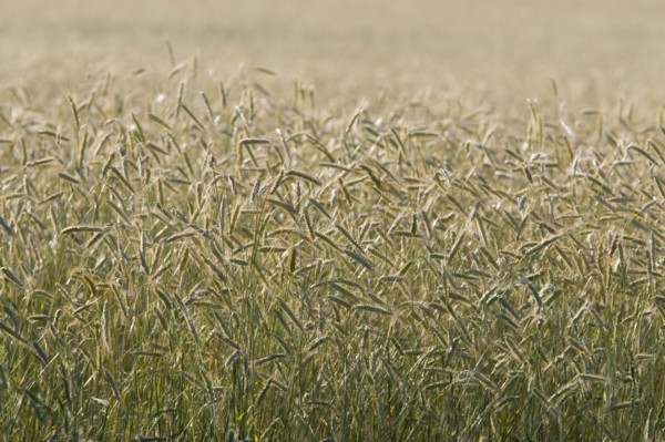 Grain