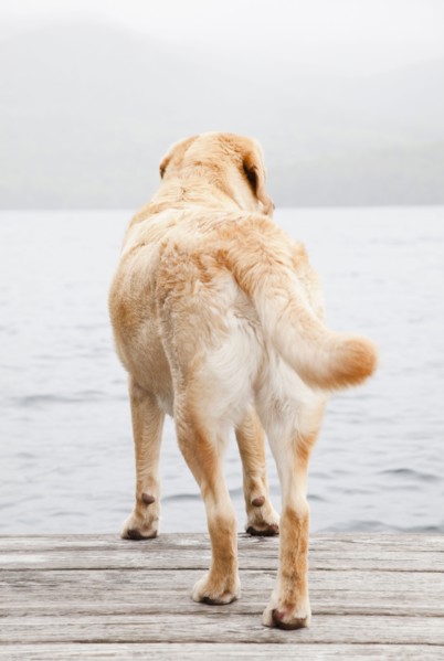 Dog on dock
